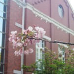 造幣局、赤レンガと桜